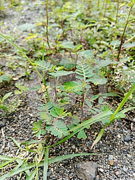 green grass on sandy soil