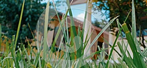 The green grass in the school backyard grows abundantly