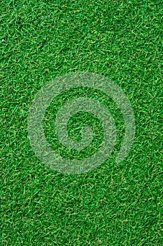 Green grass seamless texture