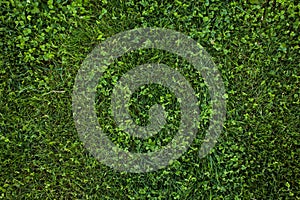 Green grass seamless texture. Green grass background texture.