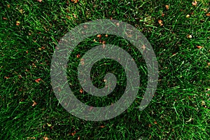 Green grass seamless texture.