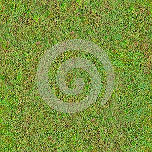 Green Grass. Seamless Tileable Texture.