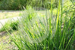 Green grass sedge growing in the park on a sunny day. photo