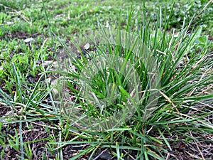 Green grass sesleria caerulea