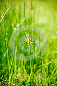 Green grass - shallow depth of field