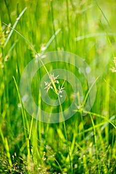 Green grass - shallow depth of field