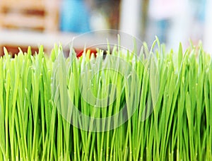 Green grass. Shallow depth field