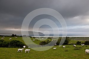 Green grass sheep lam the sea Ireland landscape