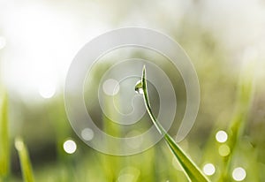 Green grass with a shiny drop of dew in the sunshine yellow early in the morning