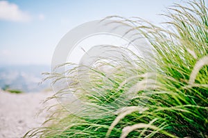 Green grass with sky on the background