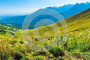 green grass on the slope of the high Tatra Mountains in Zakopane, Poland