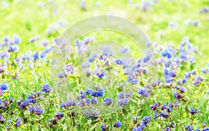 Green Grass and Small Blue Field Flowers Border