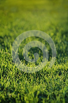 green grass with small depth of field