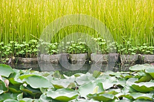 Green grass beside small river at public park.