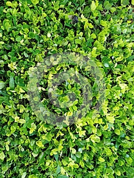 green grass with a small round shape.