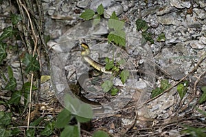 Green grass snake below the stone