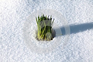 Green grass in the snow