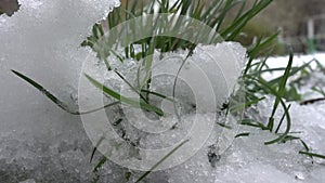 Green grass in the snow spring background