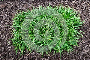 Green grass and soil in the nature