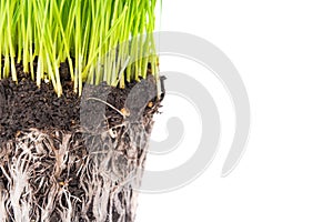 Green grass and soil from a pot