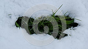 Green grass, somewhat covered with frost, breaks through a layer of snow.