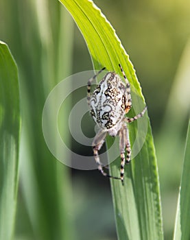 On a green grass spider creeps white in the rays of sunlight