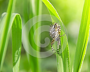 On a green grass spider creeps white in the rays of sunlight