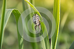 On a green grass spider creeps white in the rays of sunlight