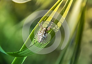 On a green grass spider creeps white in the rays of sunlight