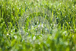Green grass and spider`s web with dew drops shining in the sun