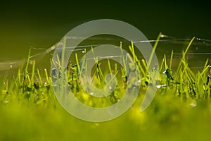 Green grass with spider web as background.