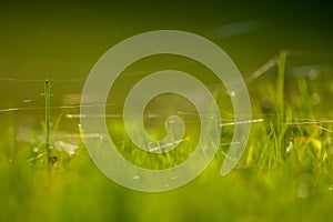 Green grass with spider web as background.