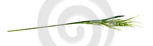 Green grass spikelet isolated