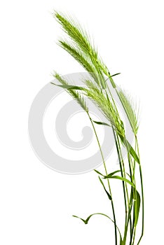 Green grass spikelet photo