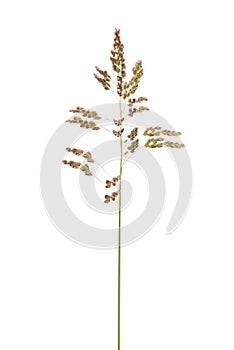 Green grass spikelet