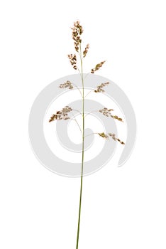 Green grass spikelet