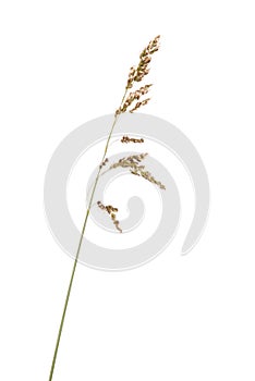 Green grass spikelet