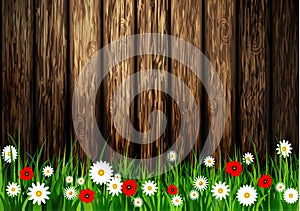 Green grass spring background