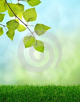 Green grass spring fantasy