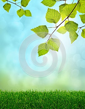 Green grass spring fantasy