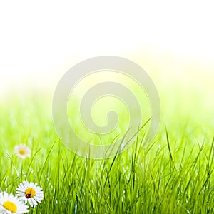 Zelená tráva jaro zahrada 