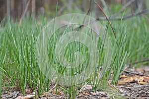 green grass, spring grass, grass in the forest photo