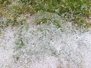 Green grass in the spring Poplar fluff