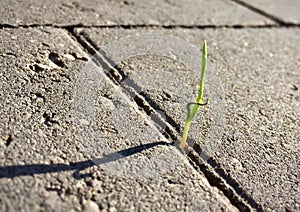 Green grass sprout grows through concrete asphalt