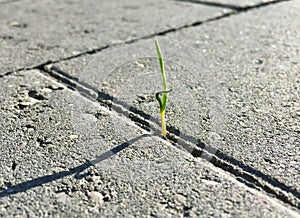 Césped verde la clave esta creciendo a través de concreto asfalto 