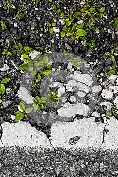 Green grass sprouts from a crack in the asphalt.