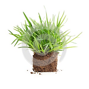 Green grass sprouts with roots isolated.
