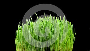 Green grass sprouts are sprayed with water from a spray gun, from the side