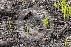 Green grass sprouts sprout through the ashes after a fire in a coniferous forest background texture