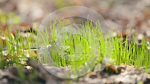 Green grass sprouts sprouted through dry oak leaves. Abstract sunny green natural background. Close up.